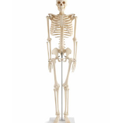 Adult Skeleton Adult Skeleton